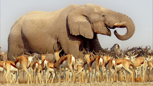 AFRICAEpisode One: Kalahari