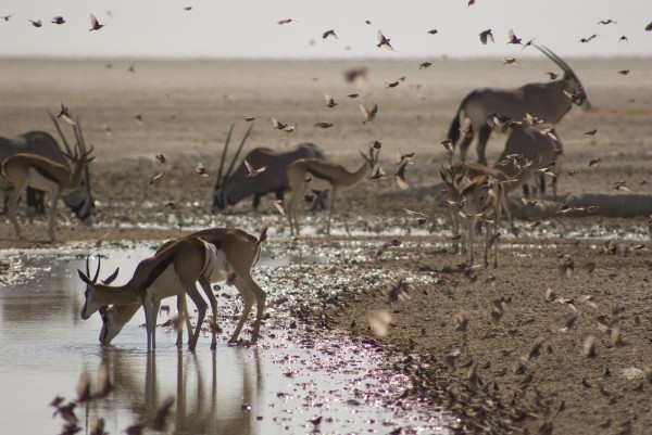 AFRICAEpisode One: Kalahari