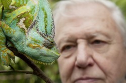 David Attenborough’s Natural Curiosities