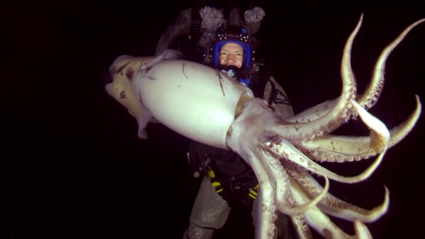 Swimming with Monsters - Squid and Sperm Whales - USA