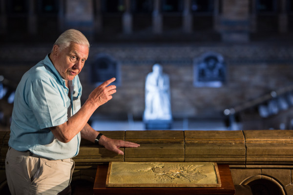 NATM_STILL 004_DA - with Archaeopteryx slab in Central Hall Bridge at NHM