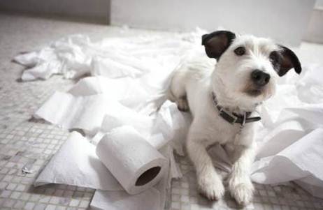 Su Animal Planet iniziamo il nuovo anno con "I nostri amici animali" | Digitale terrestre: Dtti.it