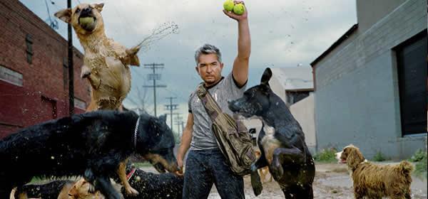 Torna Cesar Milan su Cielo con i nuovi episodi di "Uno psicologo da cani - Dog Whisperer" | Digitale terrestre: Dtti.it