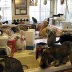 Sepolti in casa: animali, l'Animal Hoarding dal 2 Marzo su Real Time | Digitale terrestre: Dtti.it