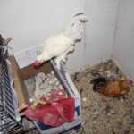 Sepolti in casa: animali, l'Animal Hoarding dal 2 Marzo su Real Time | Digitale terrestre: Dtti.it