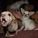 Sepolti in casa: animali, l'Animal Hoarding dal 2 Marzo su Real Time | Digitale terrestre: Dtti.it