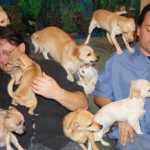 Sepolti in casa: animali, l'Animal Hoarding dal 2 Marzo su Real Time | Digitale terrestre: Dtti.it