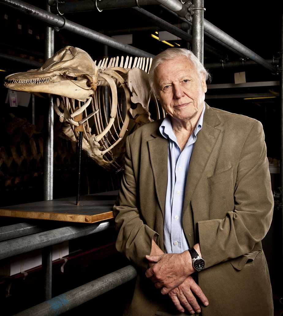 David Attenborough: la Natura in TV, da stasera su BBC Knowledge | Digitale terrestre: Dtti.it