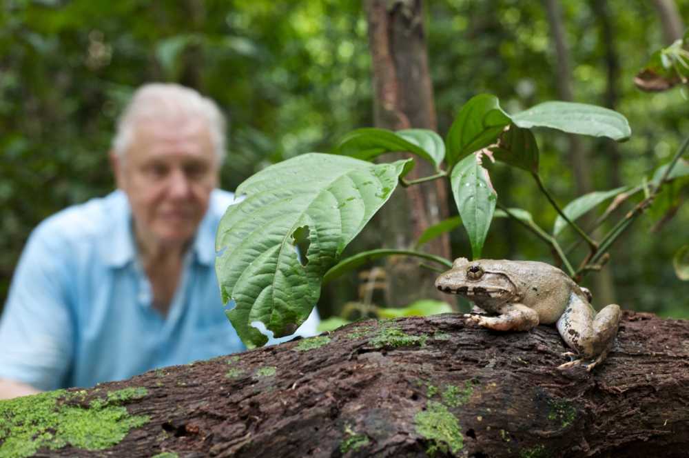 David Attenborough: la Natura in TV, da stasera su BBC Knowledge | Digitale terrestre: Dtti.it