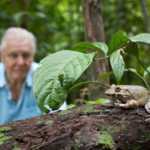 David Attenborough: la Natura in TV, da stasera su BBC Knowledge | Digitale terrestre: Dtti.it