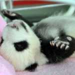 Cuccioli da salvare - domenica in esclusiva il documentario BBC Knowledge su Rete4 | Digitale terrestre: Dtti.it