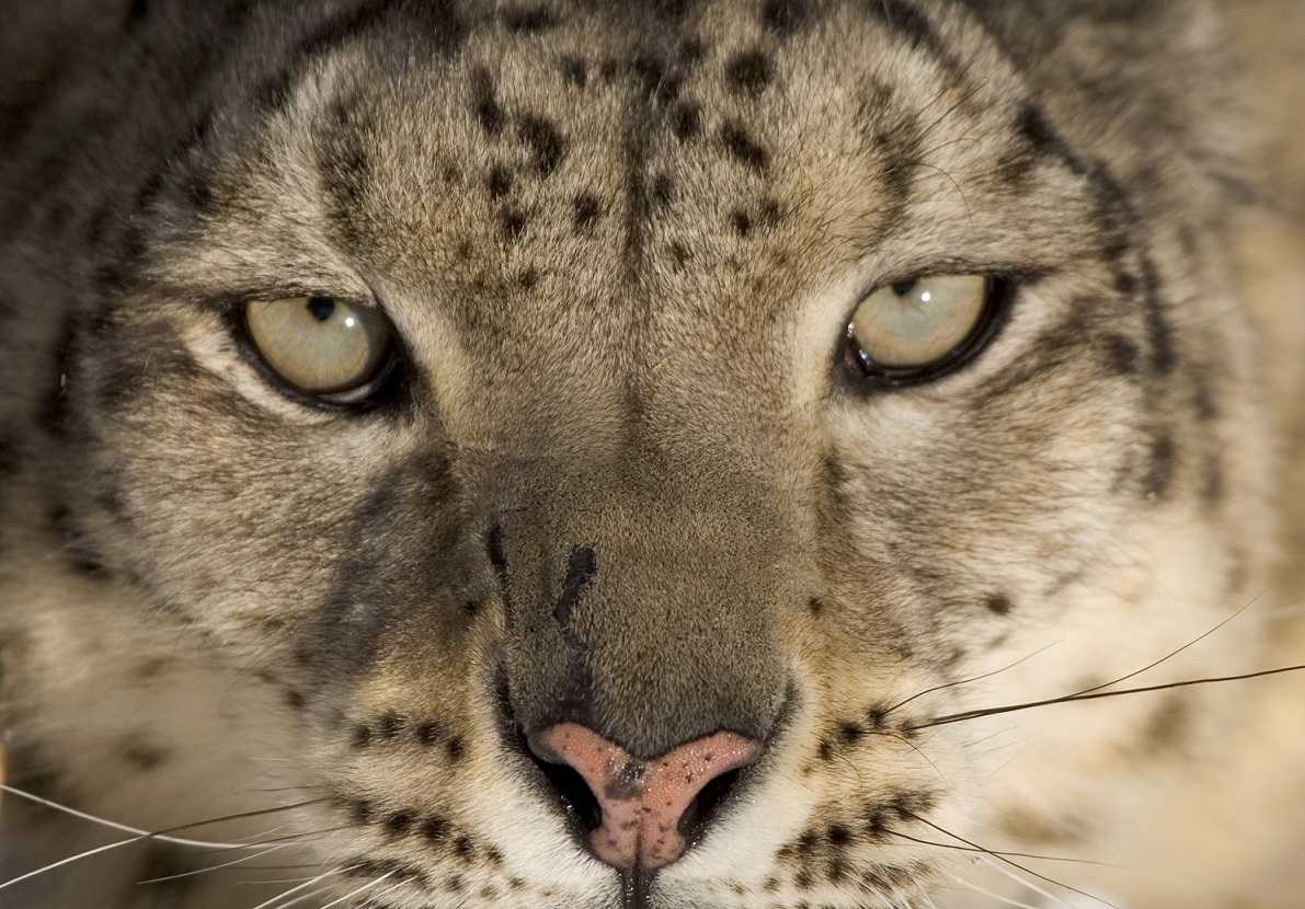 Deadly Top 10: animali letali al via la seconda serie su BBC Knowledge