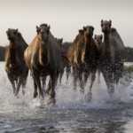 "Il Cuore selvaggio dell'Arabia" su BBC Knowledge, da giovedì 22 agosto | Digitale terrestre: Dtti.it