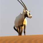 "Il Cuore selvaggio dell'Arabia" su BBC Knowledge, da giovedì 22 agosto | Digitale terrestre: Dtti.it