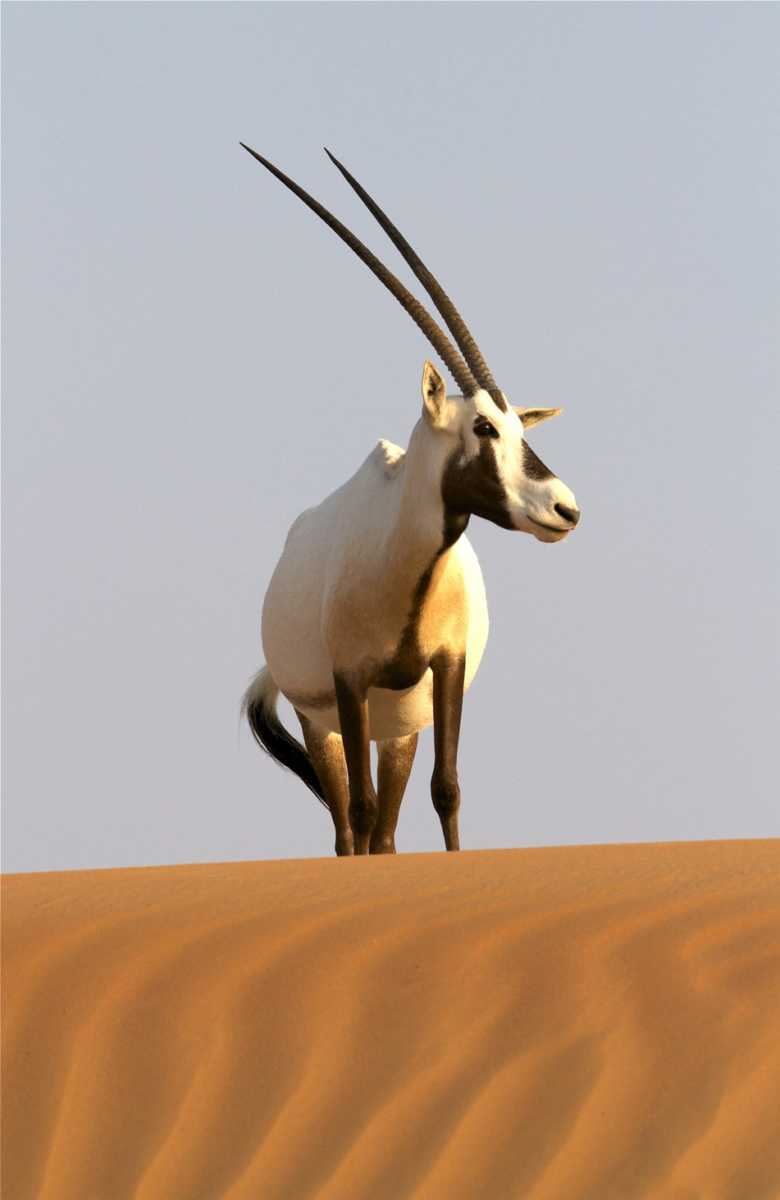 "Il Cuore selvaggio dell'Arabia" su BBC Knowledge, da giovedì 22 agosto | Digitale terrestre: Dtti.it