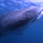 "Il Cuore selvaggio dell'Arabia" su BBC Knowledge, da giovedì 22 agosto | Digitale terrestre: Dtti.it