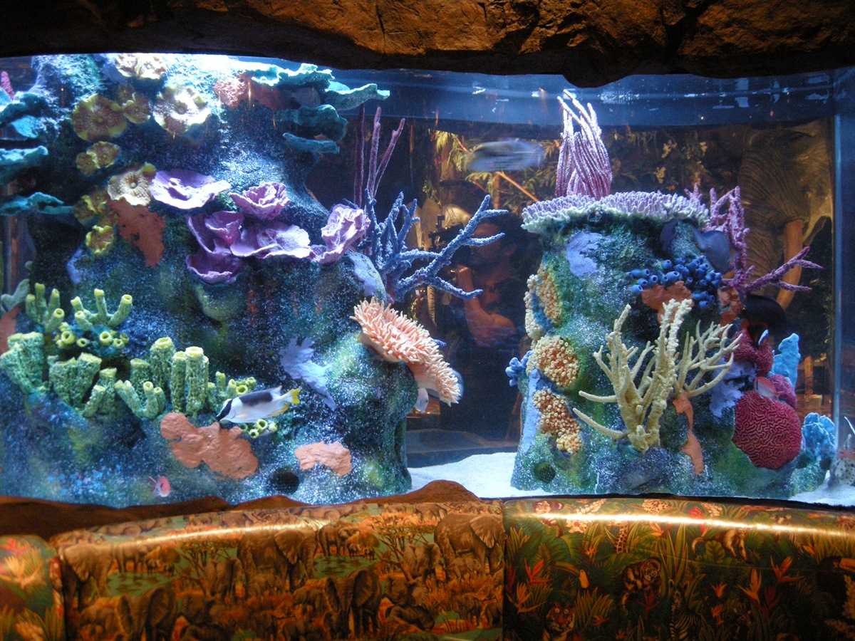 Su Nat Geo Wild tornano "I re degli acquari" | Digitale terrestre: Dtti.it