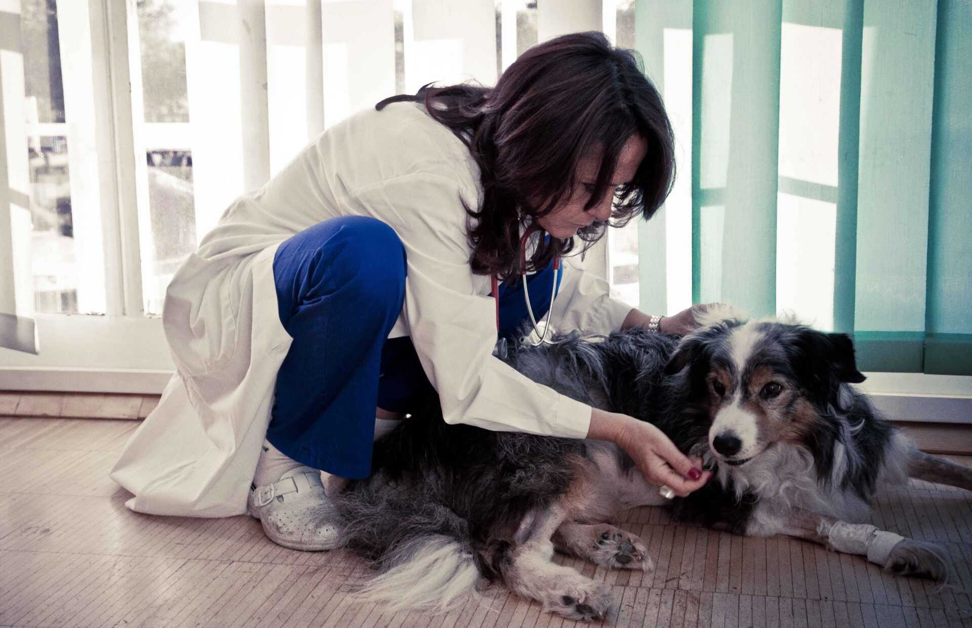 Al via da domani su Sky Uno "Emergenza Veterinaria" | Digitale terrestre: Dtti.it