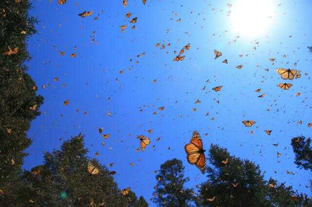 Butterlies 3D in anteprima assoluta in Europa su SKY 3D | Digitale terrestre: Dtti.it