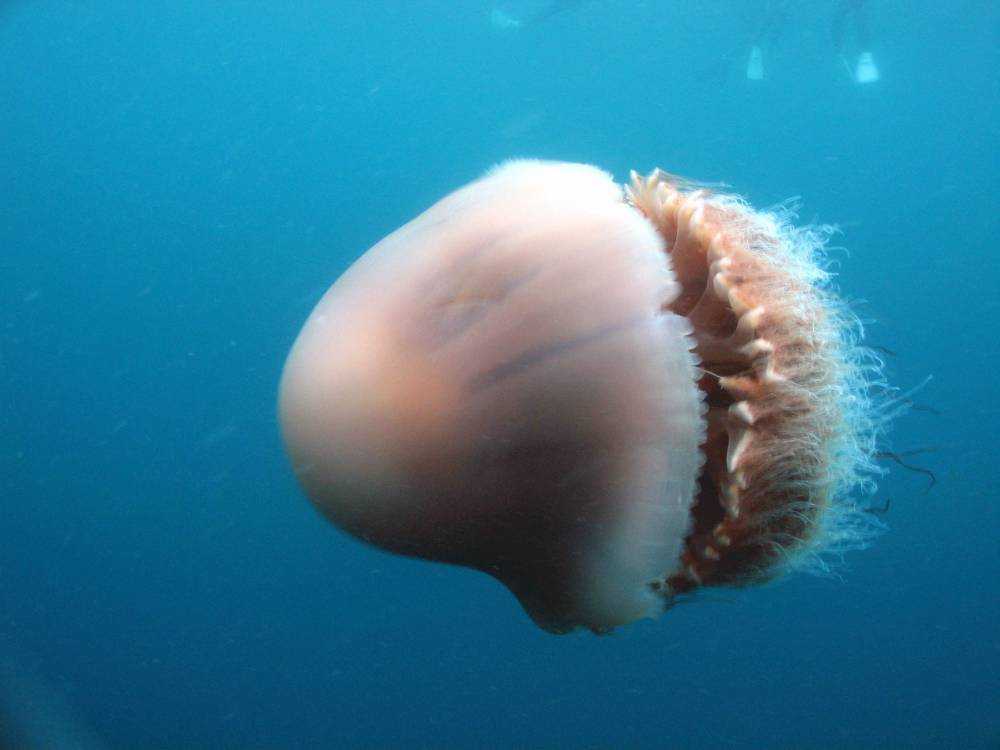 As seen on Invasion Of The Giant Jellyfish.