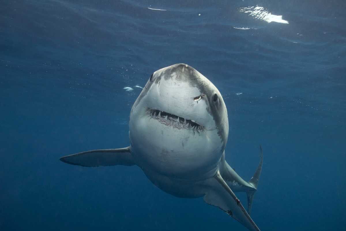 Great white shark, close-up, underwater view (wide-angle)