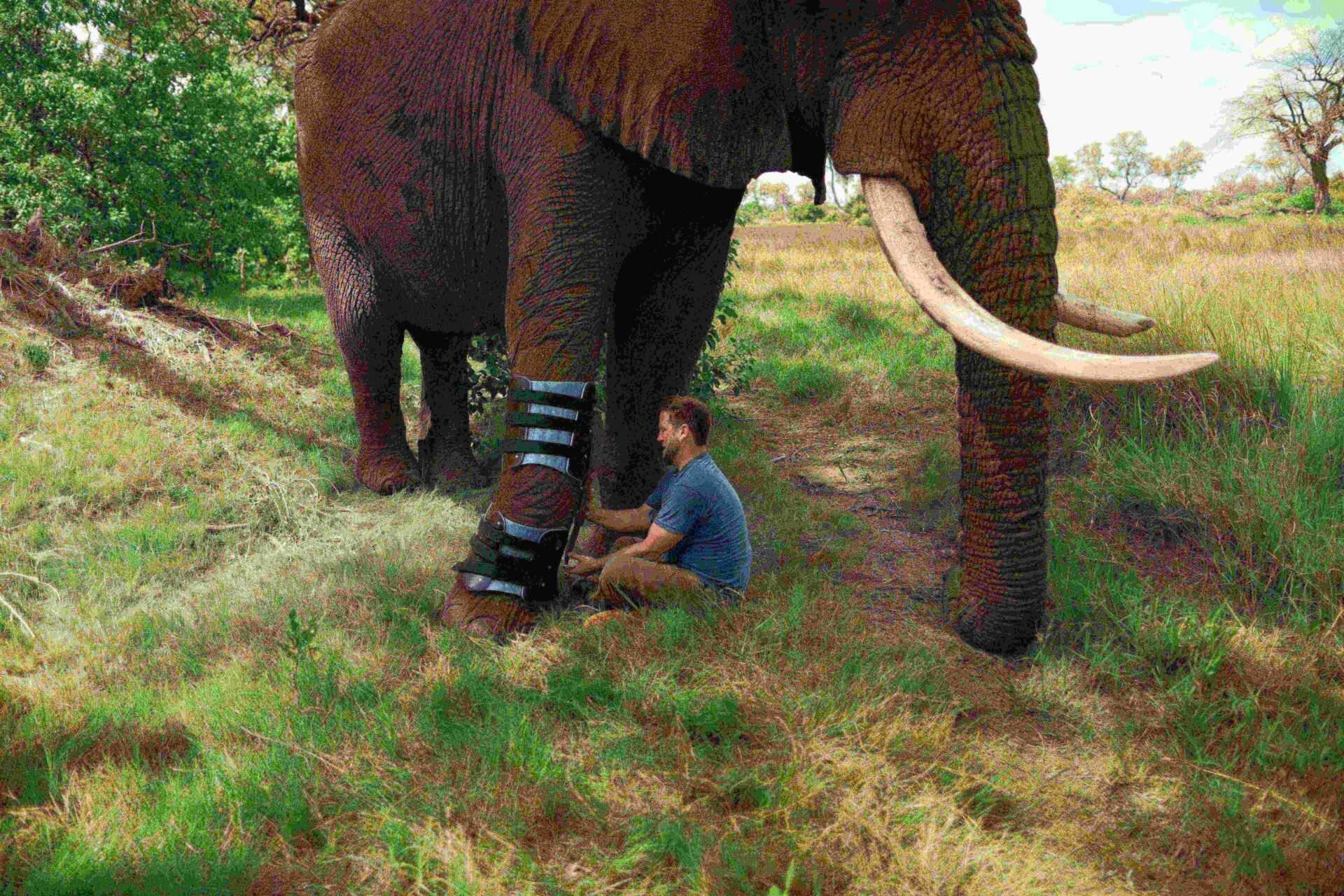 Derrick putting on Jabu's (elephant's) prosthetic.