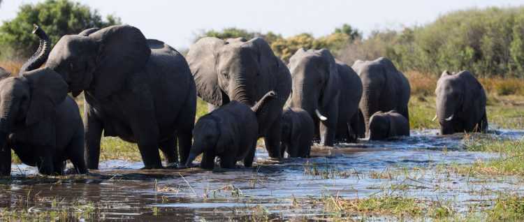 ELEPHANTS. 
© 2020 Disney Enterprises, Inc. All Rights Reserved.