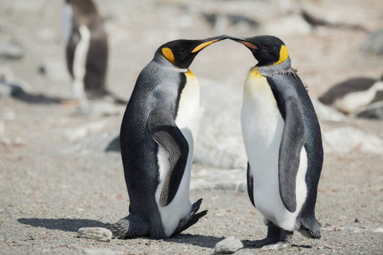 King penguins mark their territory on a nesting site on the north side of Elephant Island. 
Greenpeace is in the Antarctic to investigate the impacts of the climate crisis as part of the Protect the Oceans Expedition, a year long pole to pole ship tour, campaigning for the establishment of ocean sanctuaries to safeguard this frozen region and its penguins, seals and whales, and to help address the climate emergency.

(This picture was taken in 2020 during the Antarctic leg of the Pole to Pole expedition under the Dutch permit number RWS-2019/40813)