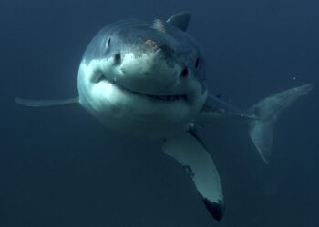 Great White Shark, New Zealand.