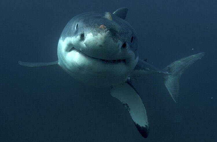 Great White Shark, New Zealand.